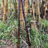 Động tiêu hồng hoa víp